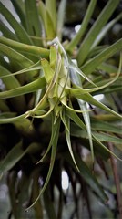 Tillandsia violacea