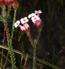 Erica ampullacea