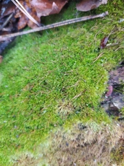 Amblystegium serpens