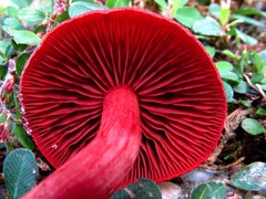 Cortinarius marylandensis