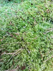 Amblystegium serpens