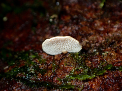 Panellus luxfilamentus
