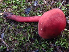 Cortinarius marylandensis