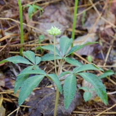 Panax trifolius