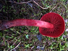Cortinarius marylandensis