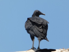 Coragyps atratus