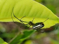 Leucauge argyrobapta