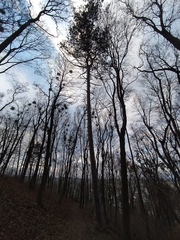 Pinus nigra pallasiana