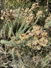 Ericameria ericoides