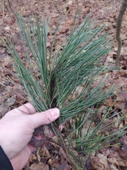 Pinus nigra pallasiana