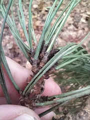 Pinus nigra pallasiana