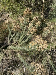 Ericameria ericoides