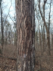 Pinus nigra pallasiana