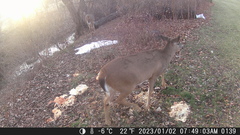 Odocoileus virginianus