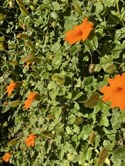 Thunbergia gregorii