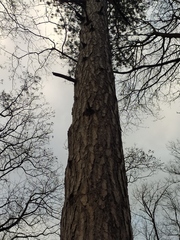 Pinus nigra pallasiana