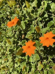 Thunbergia gregorii