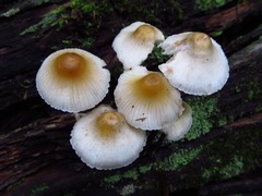 Mycena inclinata