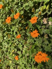 Thunbergia gregorii