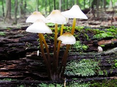 Mycena inclinata