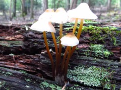 Mycena inclinata