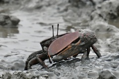 Uca maracoani