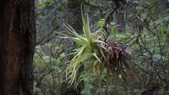 Tillandsia violacea