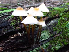 Mycena inclinata