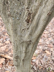 Carpinus caroliniana