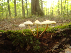 Mycena inclinata