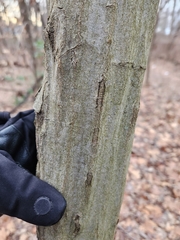 Carpinus caroliniana