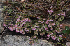 Erica similis