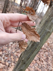 Carpinus caroliniana