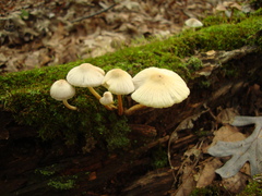 Mycena inclinata