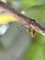 Theridion pyramidale
