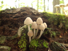 Mycena inclinata