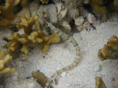 Corythoichthys intestinalis