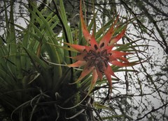 Tillandsia violacea