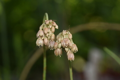 Allium ionicum