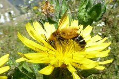 Dasypoda hirtipes