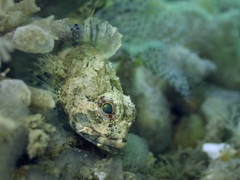Taurulus bubalis