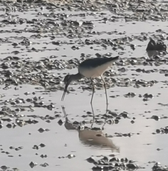 Tringa semipalmata