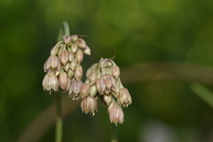 Allium ionicum
