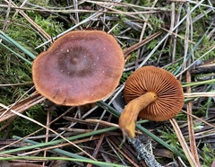 Cortinarius cinnamomeus