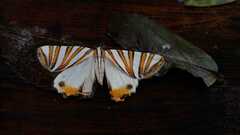 Pityeja histrionaria