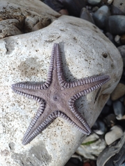 Astropecten verrilli