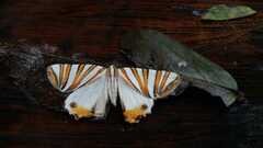 Pityeja histrionaria