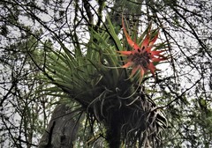 Tillandsia violacea