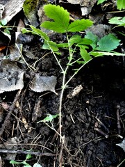 Agrimonia striata