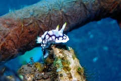 Goniobranchus geometricus